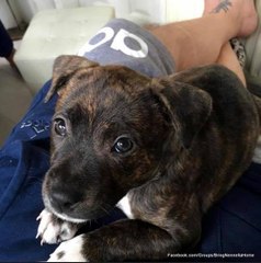 Il s’absente pour un entretien d’embauche, à son retour, sa chienne a été adoptée par une autre famille