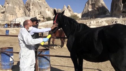 NEVŞEHİR - 'Güzel atlar ülkesi' Kapadokya'nın atlarına mikroçip takılıyor