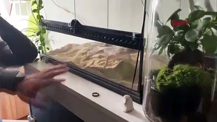 Ticareti yasaklanan 12 hayvan ele geçirildi