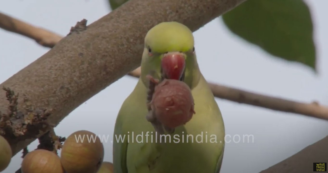 Tota Parakeet eats figs of Ficus glomerata or g...