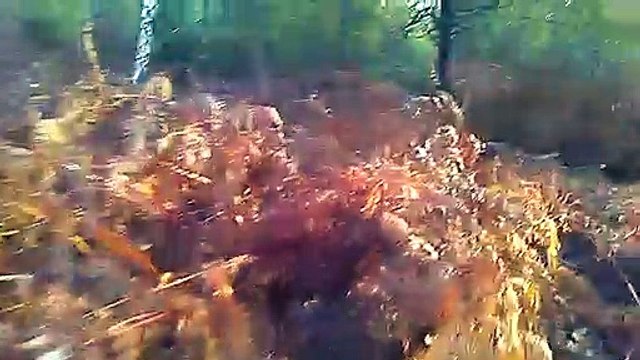 Sortie au bois 16-11-20 005