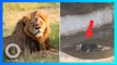 Video Mengenaskan Seekor Singa Mati Terapung di Kolam Kebun Binatang China - TomoNews