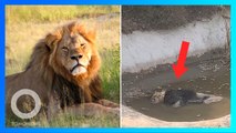 Video Mengenaskan Seekor Singa Mati Terapung di Kolam Kebun Binatang China - TomoNews
