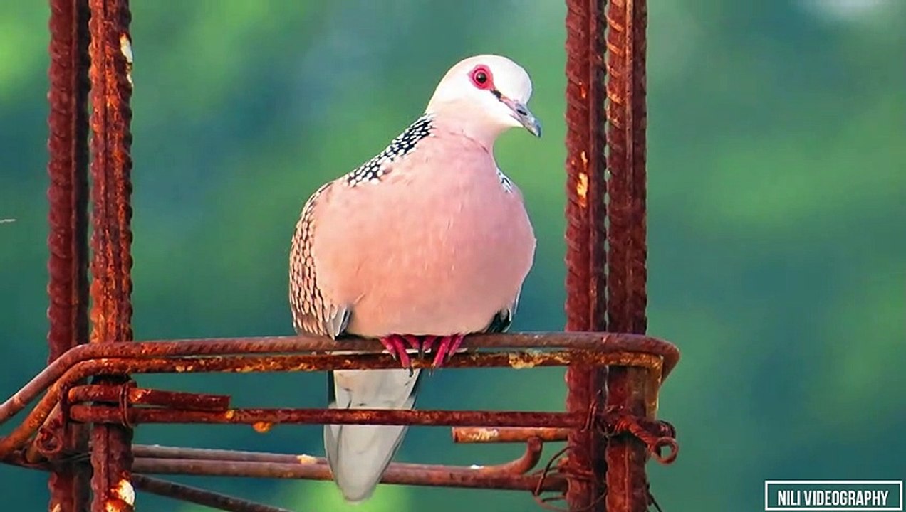 Beautiful Spotted Dove  Close Up | Birds Of Uttar Pradesh | Spilopelia Chinesis | Wildlife India