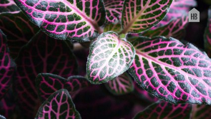 Unusual Houseplants You Didn't Know Existed
