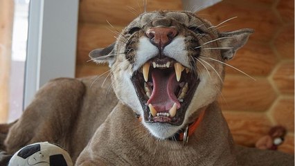 ¿Un puma de mascota? Pareja presume de su ‘salvaje amigo’ en redes sociales