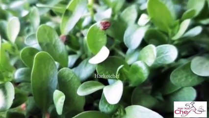 मेथी के पराठे की रेसिपी | Crispy Bread made from Fenugreek leaves