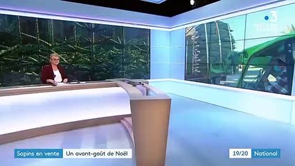 Noël : la ruée des Français vers les sapins