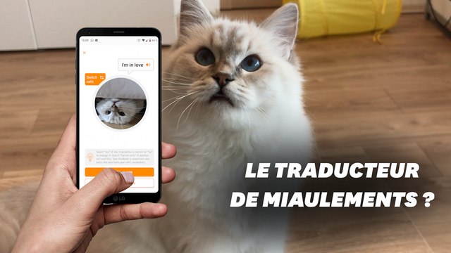 Que vaut Meow Talk, l'application qui traduit les miaulements de chat ?