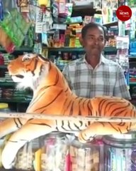 Stuffed tiger toys are saviour for these villages in Tamil Nadu