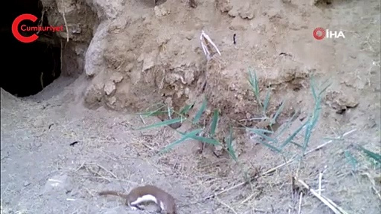 Yer: Kırıkkale... Fotokapanlar vahşi doğayı böyle görüntüledi!