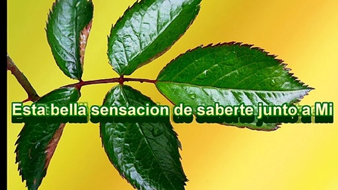 A TI TE AMO>poema-romantico-de amor y versos para dedicar a alguien Especial