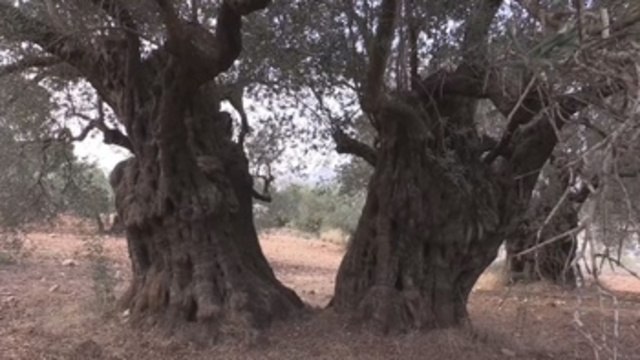 Los árboles centenarios de olivo de Israel