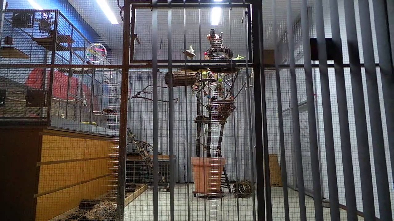 Nymphis sagen 'Gute Nacht!'