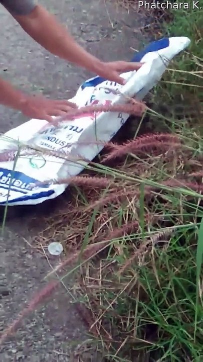 Couple Help Remove Can From Lizards Head