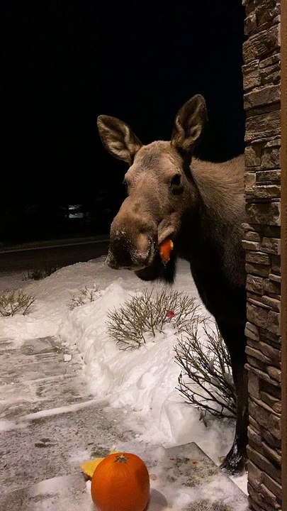 Moose Enjoying Delicious Pumpkin Popsicles