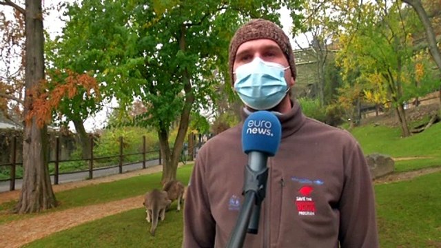 Zoo de Praga angaria fundos para alimentar animais