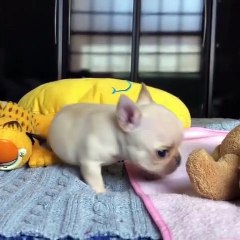 French Bulldog puppy is the cutest thing ever