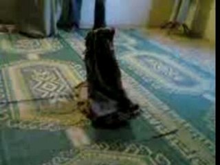 Video Tapis a la prière de l fajr soubh