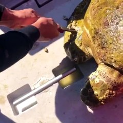 لحظة تحرير سلحفاة من طحالب منعتها من السباحة: فيديو مؤثر