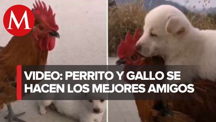 Perrito monta a su amigo gallo como si fuera un caballo
