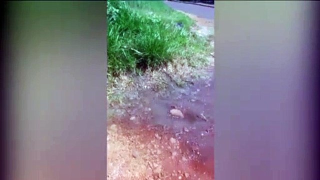 Moradores reclamam de vazamento de esgoto no Bairro Tarumã
