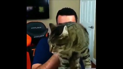 Ce streamer va vite comprendre que son chat le déteste