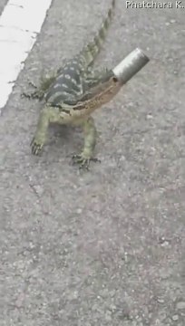 Ils sauvent un lézard qui a la tête coincée dans une boite de conserve