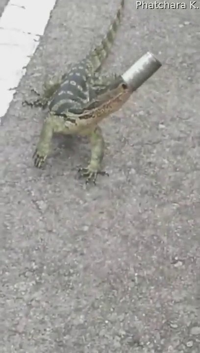 Ils sauvent un lézard qui a la tête coincée dans une boite de conserve
