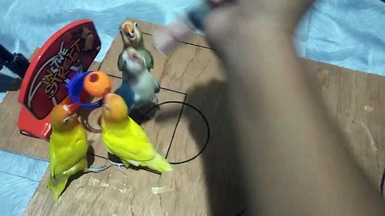 2v2 Bird Basketball Championship