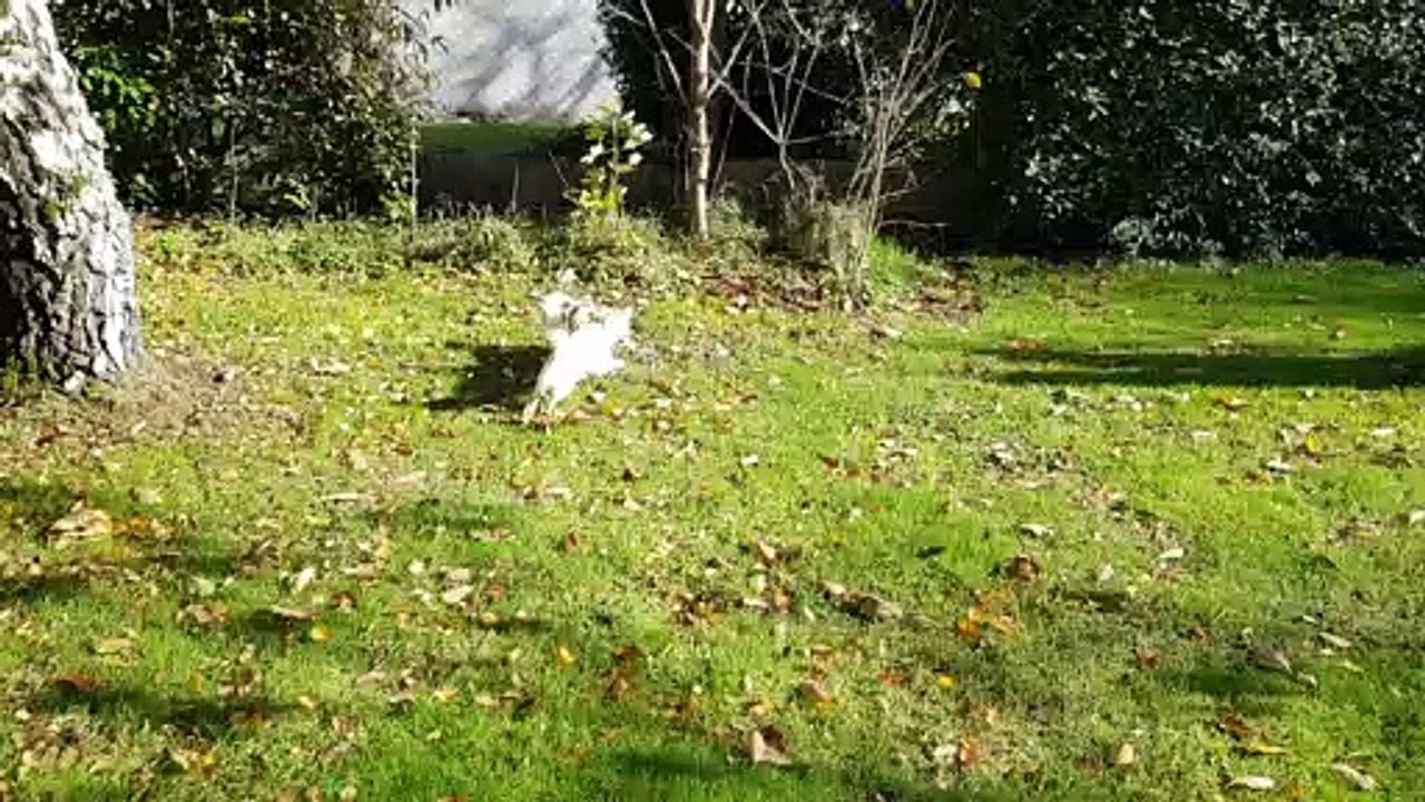 Jeux dans le soleil