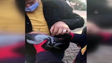 KARABÜK - Ağaçta ayağına ip dolanan güvercini itfaiye ekipleri kurtardı