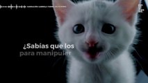 ¿Sabías que los gatos maúllan para manipular a los humanos? • Curiosidades - Culturizando