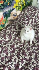 Cat Gags Smelling Sour Cream
