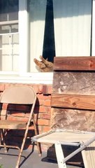 Cat Stretching in the Sunlit Window