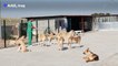 Volunteers help stray dogs at a shelter in Iraq's Arbil