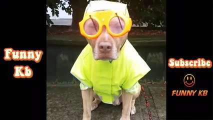 #22  [ 挑戦は笑わない ] かわいいペットと面白い動物 Funny Kb