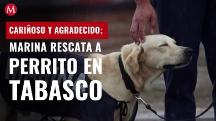 Perrito rescatado de inundaciones en Tabasco se une a la Marina
