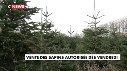 Confinement : la vente des sapins autorisée dès vendredi