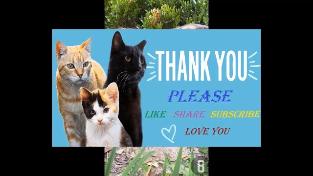 Những chú Chó Mèo siêu hài hước và đáng yêu - Hot Tik Tok