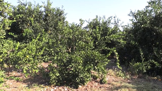 MERSİN - Doğu Akdeniz, yeni sezon turunçgil ihracatına 'hızlı' başladı