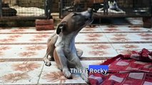 Indian street dog's Rocky road to recovery to end in Britain