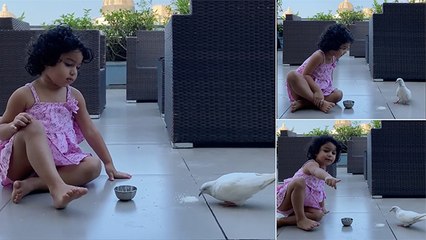 कबुतर फ्रेंड झाला माझा.. जिजा आणि कबुतराची पहा गट्टी