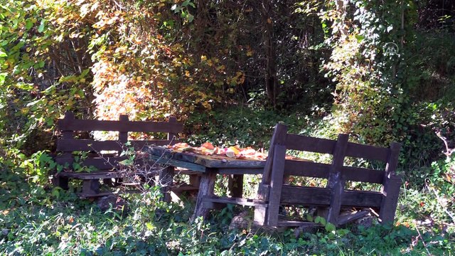 BARTIN - Batı Karadeniz ormanları 'hazan' renkleriyle büyülüyor