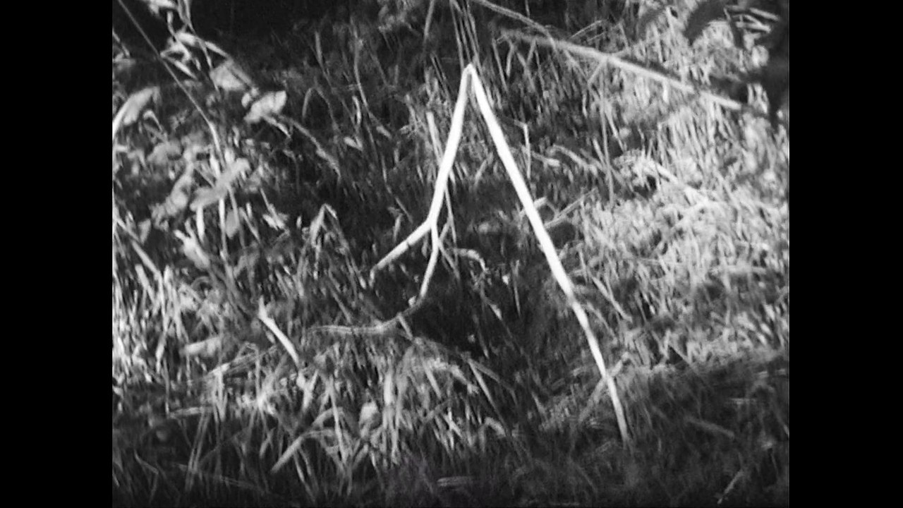 Patterns of Decay and Dissolution, b/n S8mm film r/t 9’17, Prodotto per "Artists’ Shorts. An Unfinished World Modern Art Oxford" Selected by Coron Kelly, Emily Smith and Melanie Pocock, Oxford UK