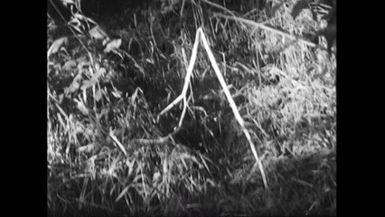 Patterns of Decay and Dissolution, b/n S8mm film r/t 9’17, Prodotto per "Artists’ Shorts. An Unfinished World Modern Art Oxford" Selected by Coron Kelly, Emily Smith and Melanie Pocock, Oxford UK