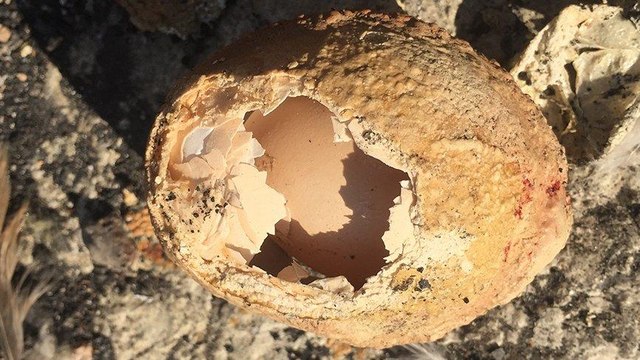 Adana’da bulundu! Milyonda bir görülüyor