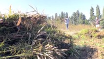 YALOVA  - Proje kapsamında ekilen kenevirlerin hasadı yapıldı