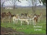 Estancia La Corona con la hacienda de animales - Chascomus 1989