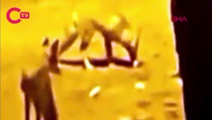 Tilkilerle olan arkadaşlığı sosyal medyada büyük ilgi gördü